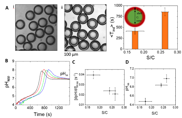 Figure 5: Control of the pH-time profile with different shell/core (S/C) ratio in the urease µ-reactors double emulsion in the reaction chamber of depth 1 mm. (A) droplets produced with different S/C (0.15 and 0.27) and corresponding average induction times. (B) Apparent pH in time in four droplets with S/C = 0.27. (C) Average rate of rate of pH and (D) Steady-state pH as a function of S/C. Plots show average and standard deviation from 20 droplets. The concentrations were [urea] = 0.07 M, [pyranine] = 50 µM, [AA] = 2 mM, and [urease] = 50 U/ mL, [phosphate]T = 80 mM.