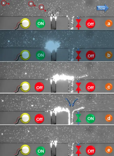 Entrapment of 10-micrometer particles by vortices