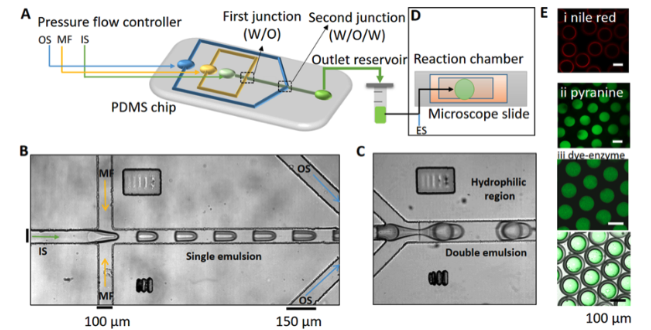 Synthesis-of-urease-encapsulated-water-oil-water-double-emulsions