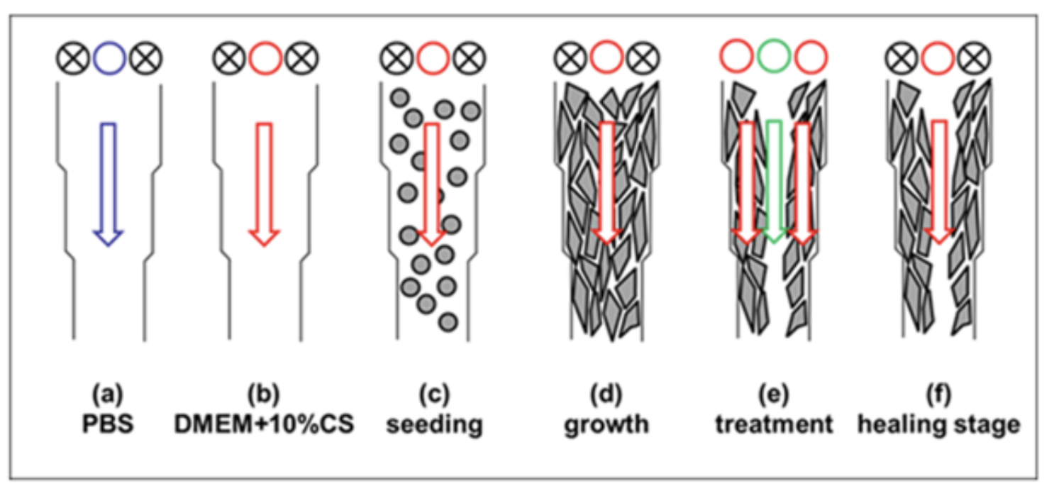 microfluidic wound-healing assay