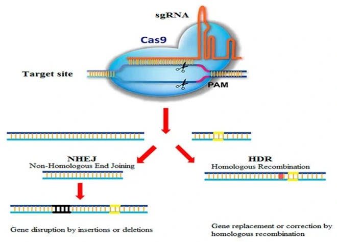 Schematic of CRISPR-Cas9 genome editing system