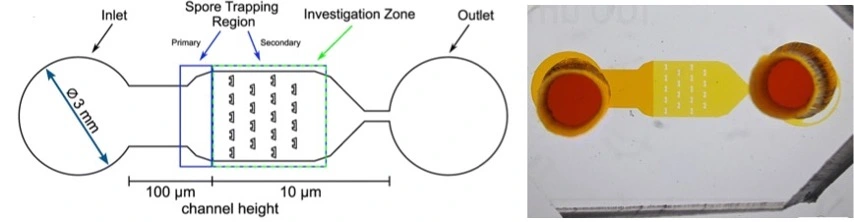 Layout and camera image of AMF-SporeChip that studies fungus growth dynamics