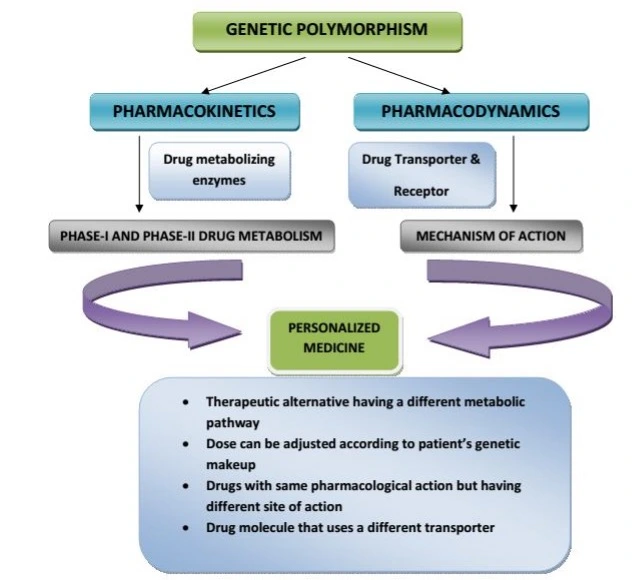 Schematic representation of pharmacokinetics and pharmacodynamics