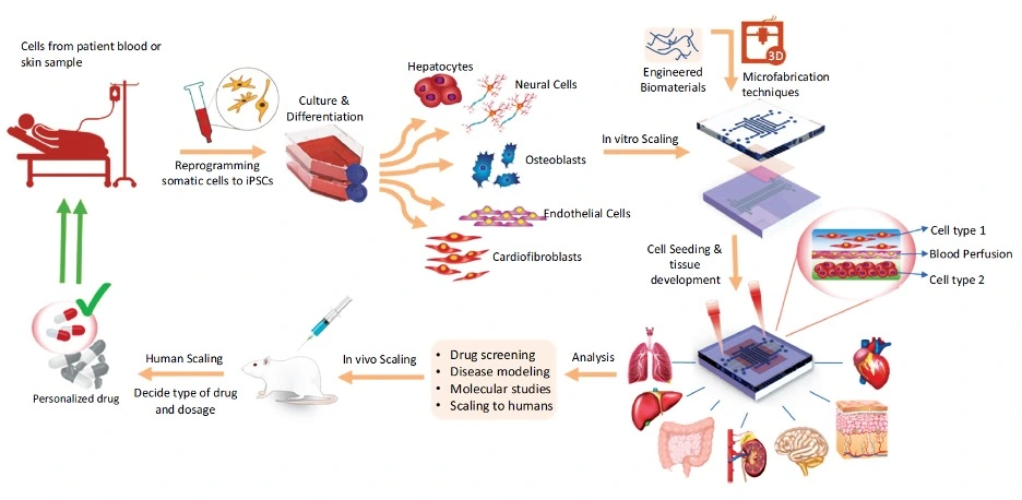 Schematic representation of personalized medicine