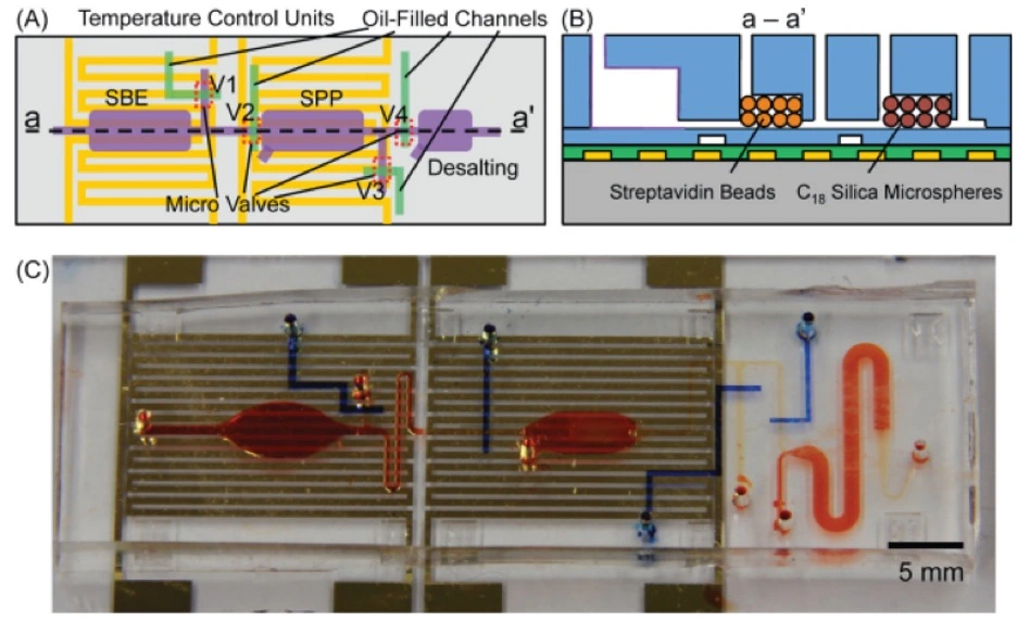 Single nucleotide polymorphysm genotyping