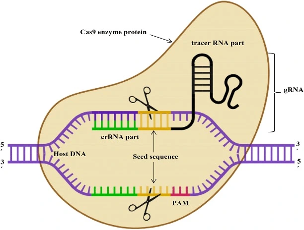 CRISPR/Cas9 system is a monomeric protein