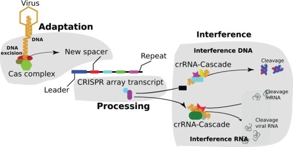 The three major phases of CRISPR-Cas immune systems