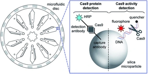 Ultrasensitive multi-species detection of CRISPR-Cas9 by a portable centrifugal microfluidic platform