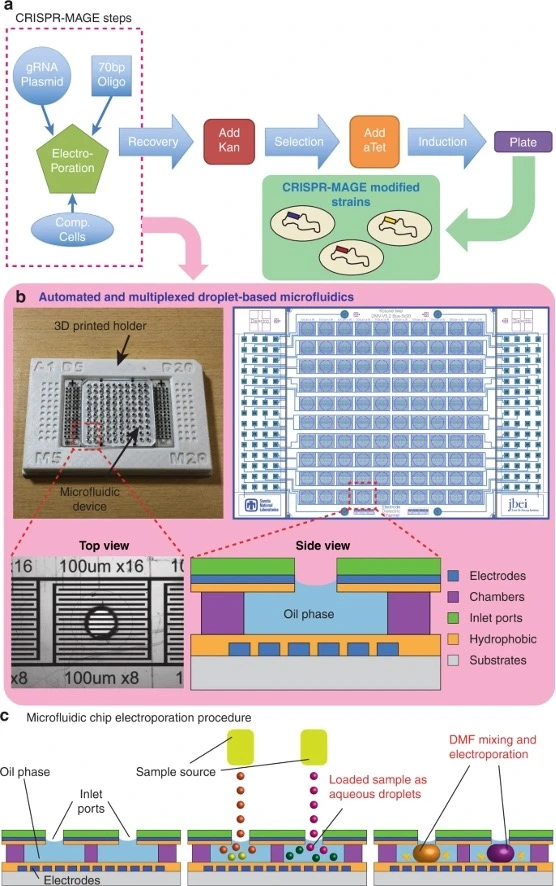 The microfluidic chip enables CRISPR-MAGE recombineering in an automated and multiplexed manner