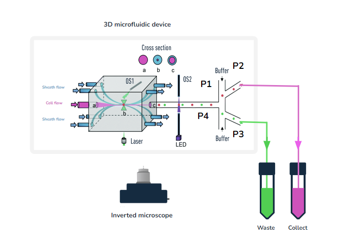 3D-flow-focusing-raman-assisted-cell-sorting-device-Microfluidics-innovation-center