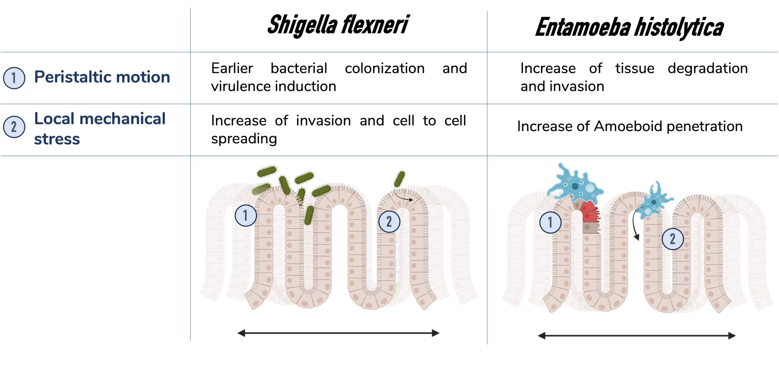 Influence of peristaltic motion and local mechanical stress on invasion strategy for S. flexneri and E. histolytica. Created with Biorender.