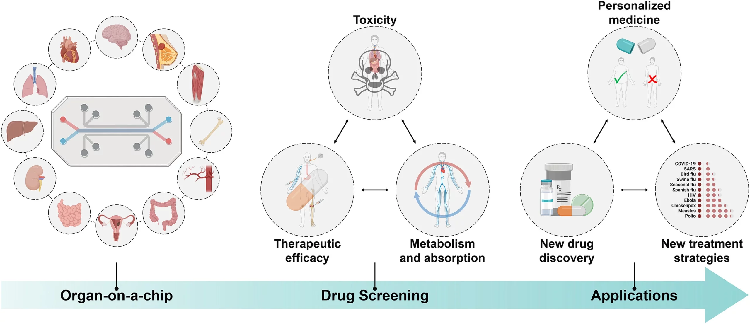 Scheme of organ-on-a-chip for drug screening and application.