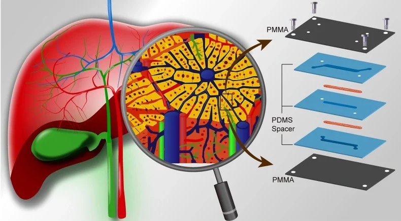 Microfluidic LOC for hepatotoxicity induced by drug-drug interaction