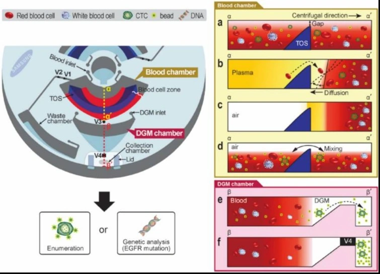 Figure 3: Triangular obstacle structure disc for circulating tumor cells isolation.