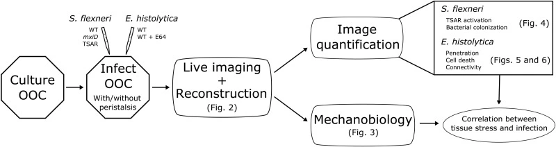 Schematic of the end-to-end workflow from cell culture to data analysis.