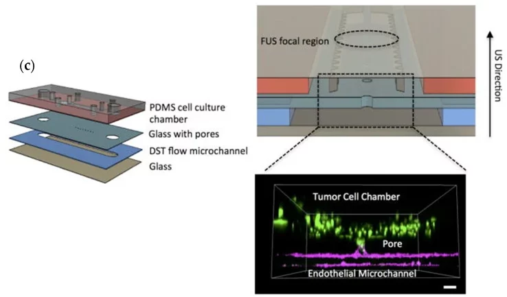 Schematic microfluidic device for glioblastoma 3D cell culture.