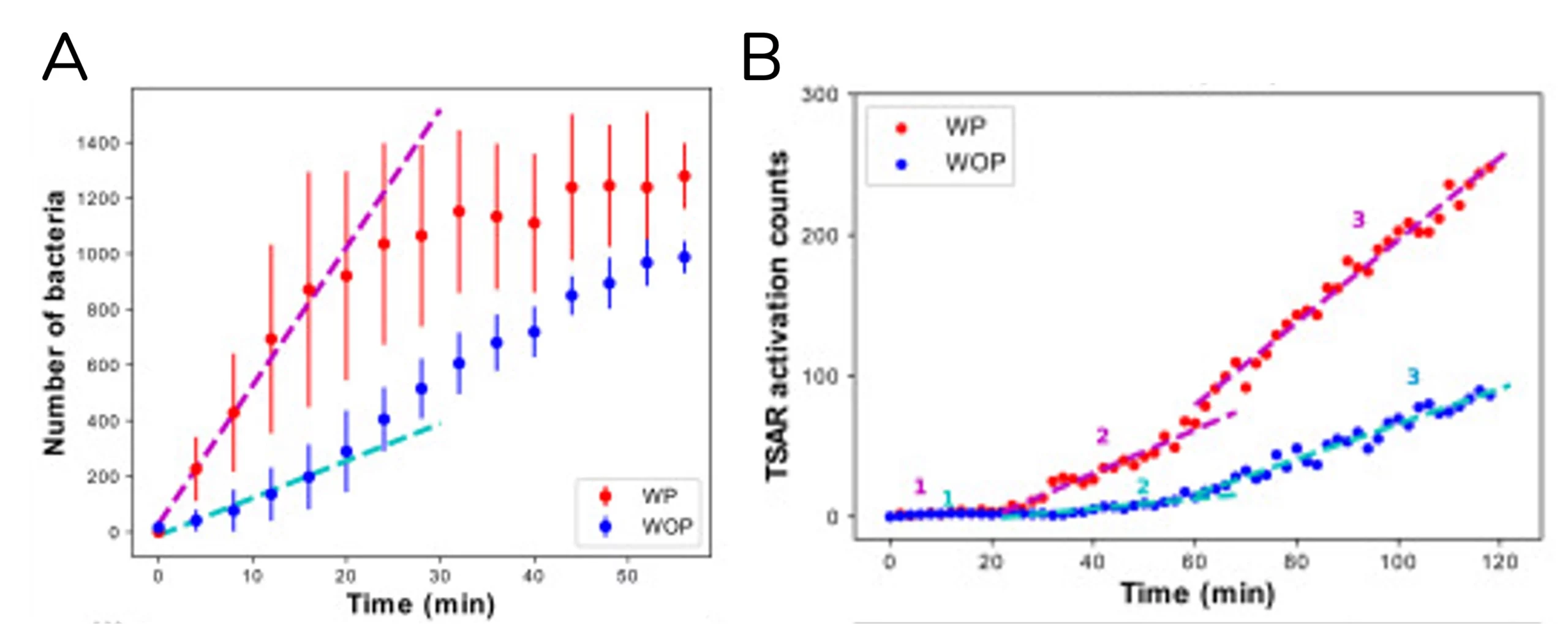 Tissue invasion by S. flexneri. A) Number of bacteria in the growing colonies (N=8), B) Example curves of the number of TSAR-activated bacteria as a marker of their secretion system (N=4).