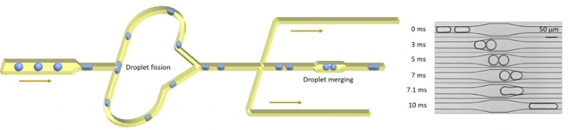 Droplet microfluidics