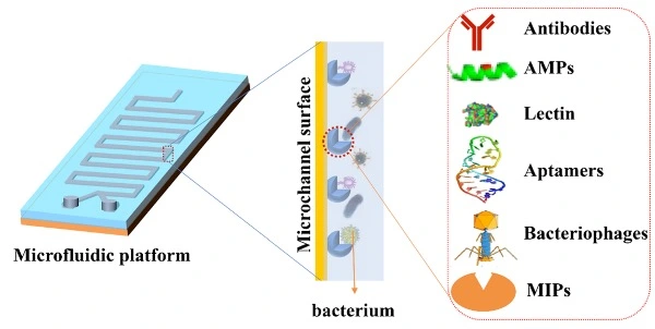 Foodborne bacteria detection with microfluidics