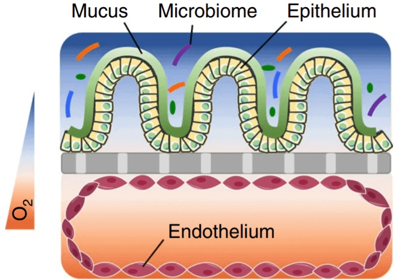 The Gut Theory on a Chip Pack