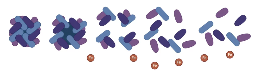 Ferritin disassembly:Structural Flexibility and Disassembly Kinetics of Single Ferritin Molecules Using Optical Nanotweezers