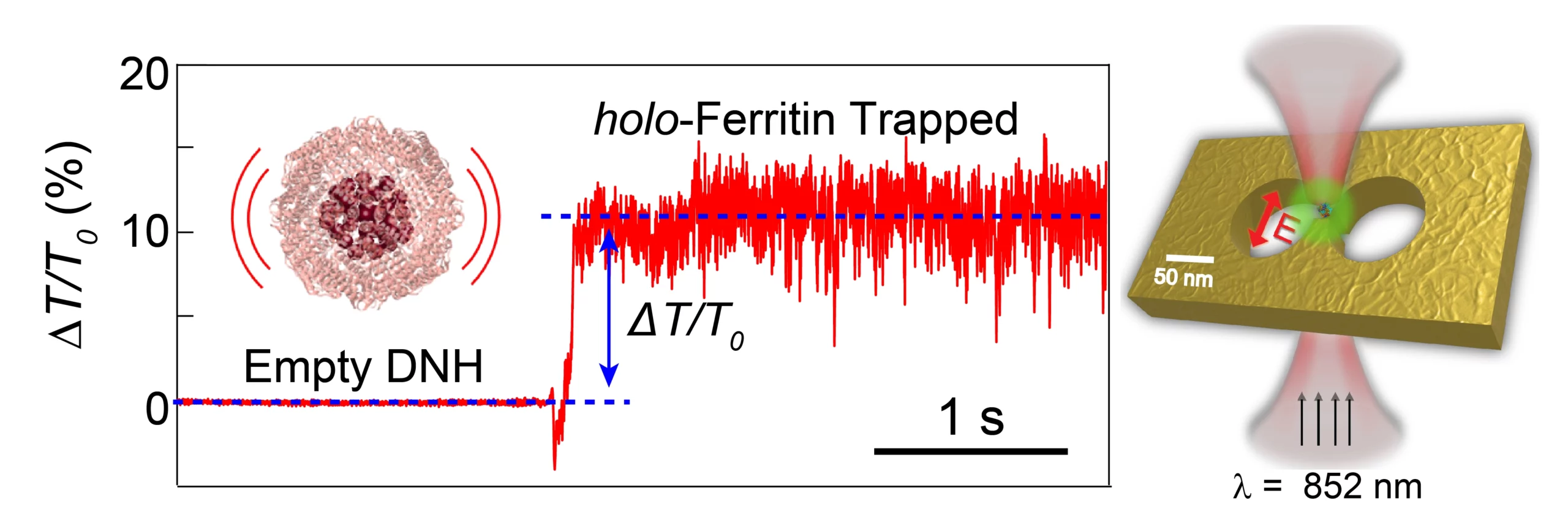 Structural Flexibility and Disassembly Kinetics of Single Ferritin Molecules Using Optical Nanotweezers :Transmission trace for a holo-ferritin being trapped in a DNH structure with T0 as the baseline of the empty DNH.