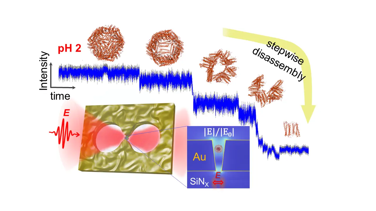 Kinetics of a single ferritin molecule disassembling into its subunits