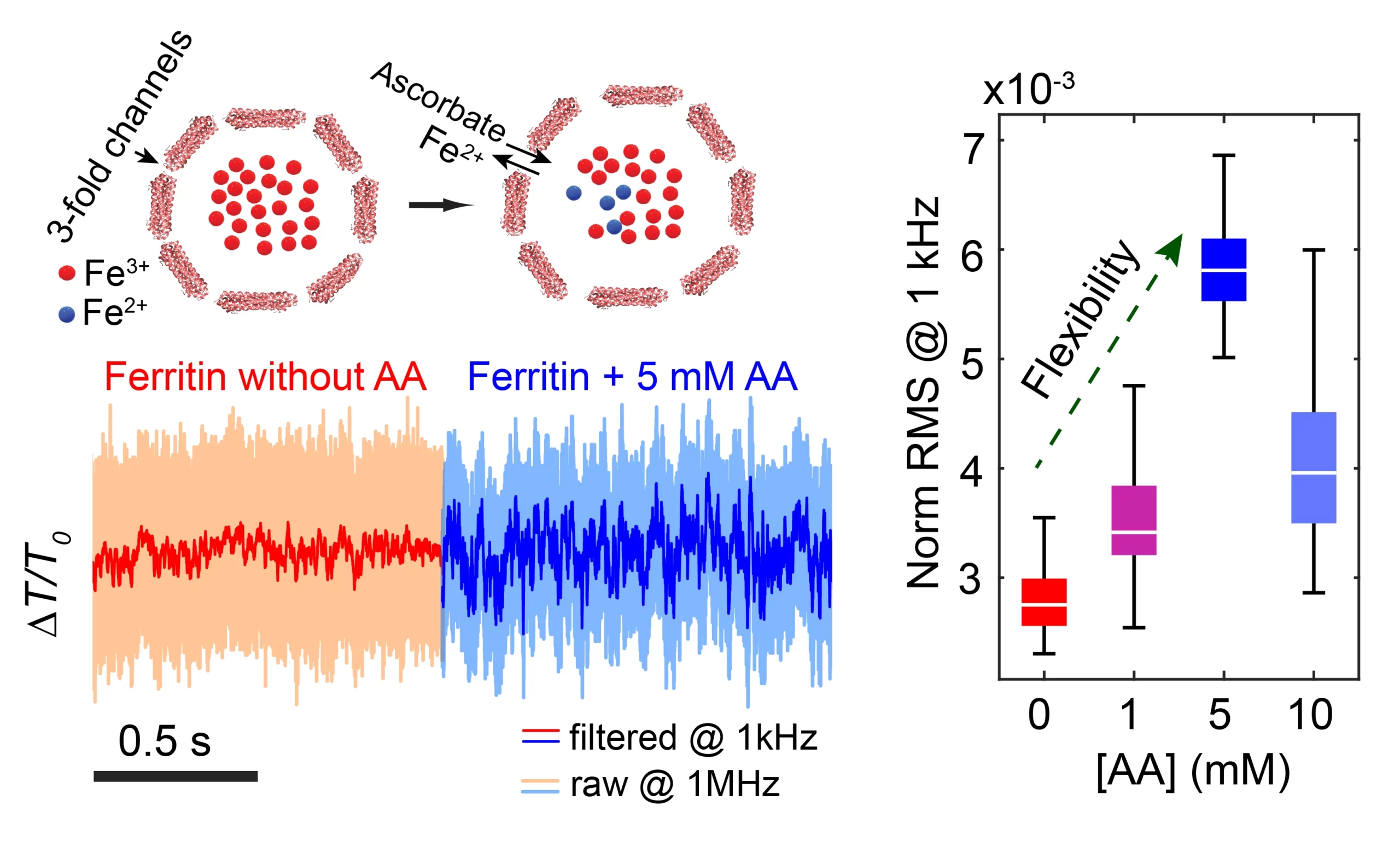 Introducing ascorbic acid (AA) to a trapped holo-ferritin