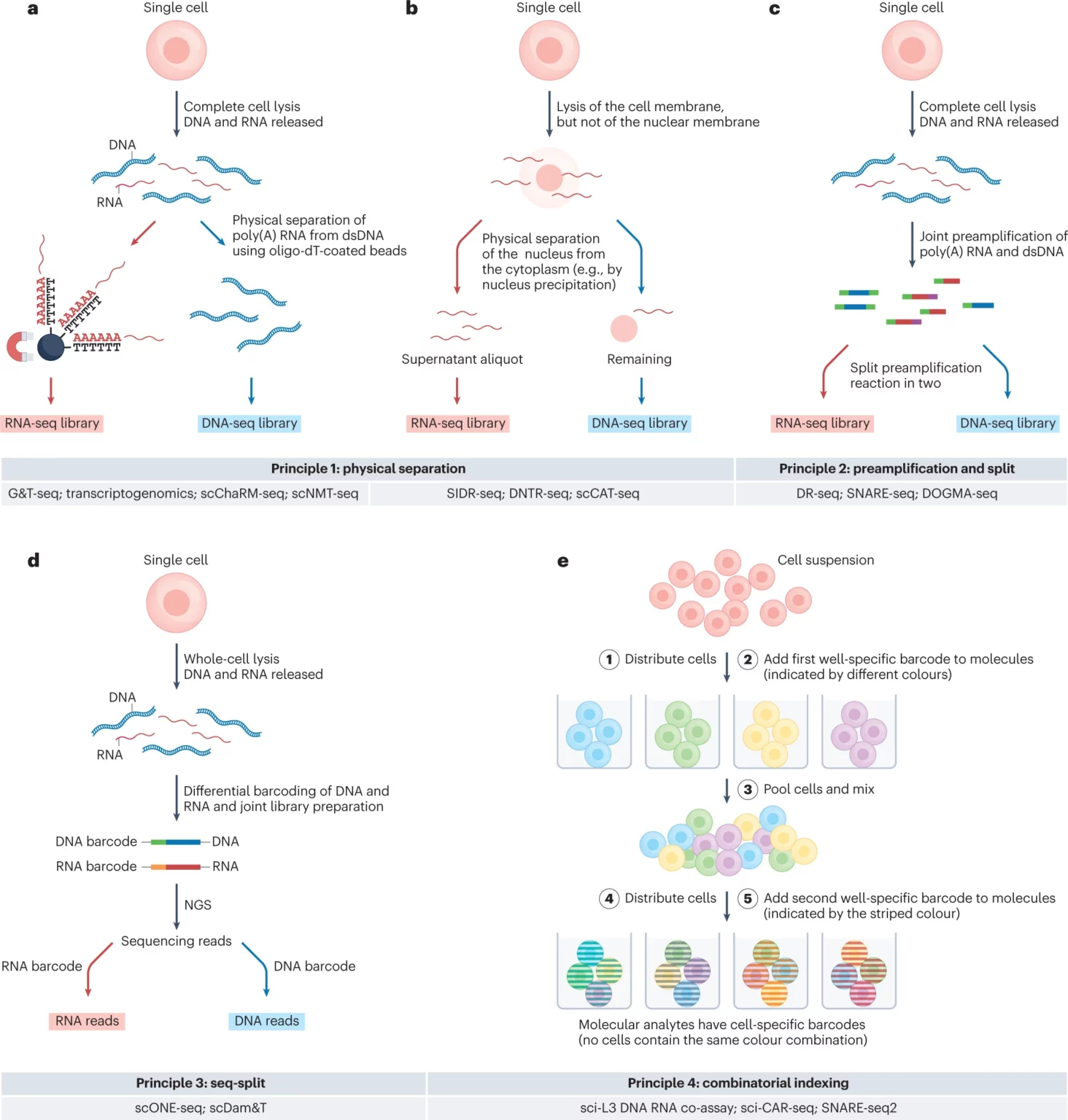 All principles are visualized with RNA and DNA as example analytes.