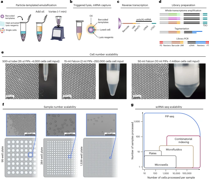 PIP-seq enables the encapsulation, lysis and barcoding of single cells