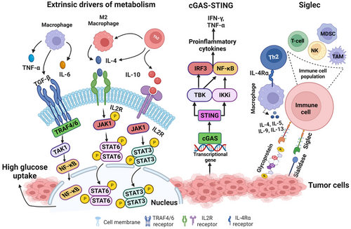 The review article discusses the critical role of the tumor microenvironment (TME) in cancer progression and therapeutic resistance.