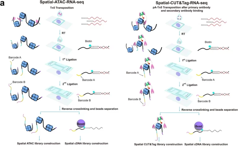 Spatial epigenome–transcriptome co-profiling of mammalian tissues