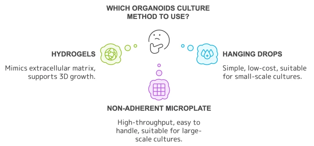 organoids culture methods