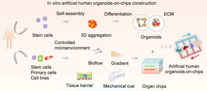 organoids on chip