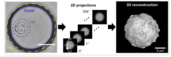 Droplet microvortices for 3D imaging of live cells