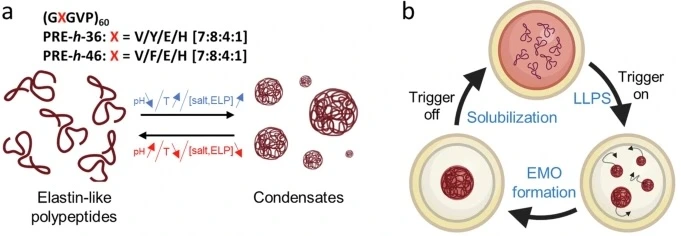 Coacervation conditions for EMO formation in synthetic cells