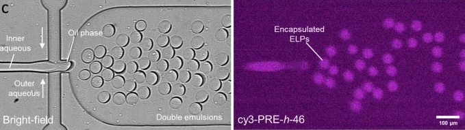 Figure 3 c - Double emulsion production. Bright-field and fluorescence images of the second junction showing DE production and efficient encapsulation of ELPs.