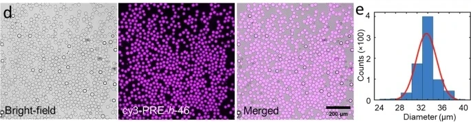 Figure 3 d, e - d) Bright-field, fluorescence, and a merged field-of-view showing a uniform DE population. A few dark droplets are unwanted single emulsions formed as a byproduct of the production process. e) Frequency histogram showing the size distribution of the formed DEs (n = 767 from a single production batch). The red line indicates a Gaussian fit to the distribution. The inner aqueous phase contained 25 µM PRE-h-46 (with 4 mol% cy3-PRE-h-46 for fluorescence visualization).