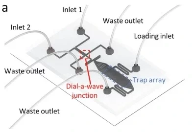 Figure 4 a - Diagram illustrating the microfluidic device, which incorporates a dial-a-wave (DAW) junction for selective feeding and U-shaped hydrodynamic traps for DE containment.