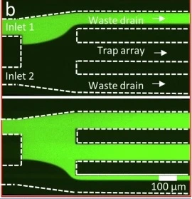 Figure 4 b - Working principle of the DAW junction. The top image depicts a ‘switch-off’ trigger when higher pressure is applied at inlet 2 (PBS), while the bottom image depicts the “switch-on” trigger allowing the feed from inlet 1 (containing 10 µM FITC in PBS) to flow into the main channel containing the traps.