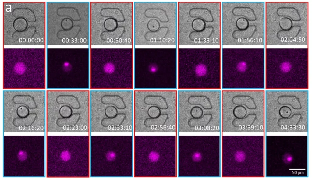 Figure 5 a - EMO formation-dissolution cycles within trapped DEs. Time-lapse of bright-field and fluorescence images showing the dynamic process of EMO formation and dissolution in response to repeated hyperosmotic shocks within a trapped DE.