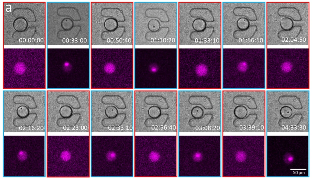 Figure 5 a - EMO formation-dissolution cycles within trapped DEs. Time-lapse of bright-field and fluorescence images showing the dynamic process of EMO formation and dissolution in response to repeated hyperosmotic shocks within a trapped DE.