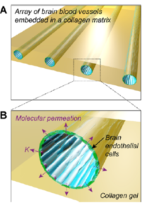 Illustration of a brain microvasculature system