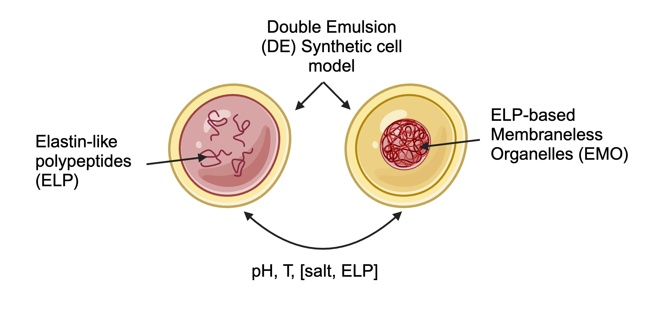 elastin like membraneless organelles