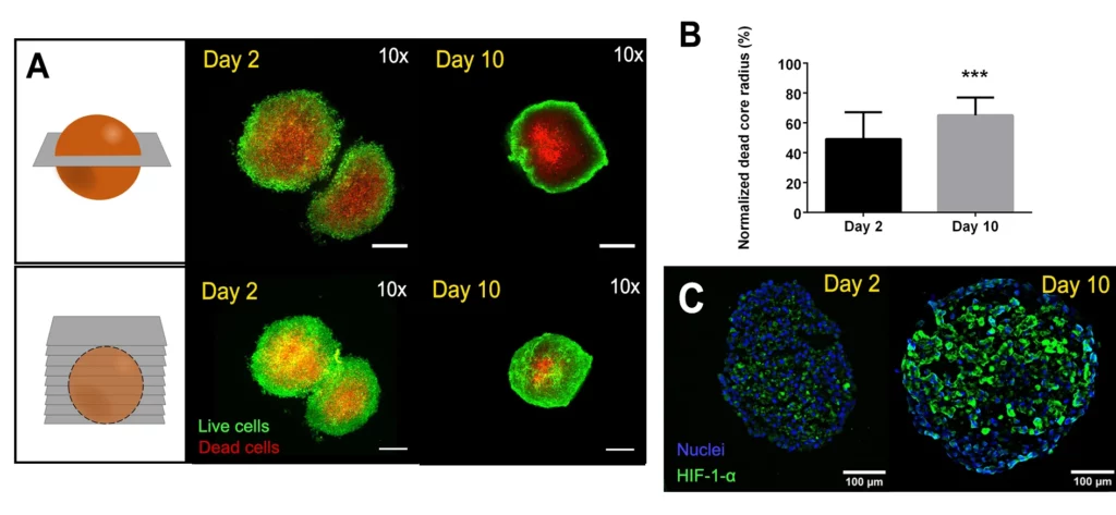 A) Confocal images and z-stack projections of cellular viability inside cardiac spheroids. Living cells stained with calcein (green) and dead cells stained with propidium iodide (red), followed by spheroid clarification. Scale bar = 200 μm. B) Percentage of normalized quantified dead core radius across the multiple spheroids studied for each condition. C) HIF-1-α (green) immunostaining images. Nuclei are depicted in blue.