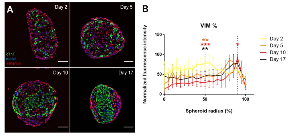 Figure 4. Ischemic-related fibrotic remodeling assessed by immunofluorescence. A) Vimentin (CF marker, in red) and cardiac troponin T (cTnT) (CM marker, in green) disposition across cardiac spheroids cryosections. Nuclei stained with Hoechst (blue). Scale bar = 100 μm. B) Quantification of spatial distribution of vimentin. Statistical significance was assessed at 50% and 90% spheroid radius by one-way ANOVA with Dunnet’s multiple comparison test. *: p < 0.05. **: p < 0.01 and ***: p < 0.001, compared to day 2.