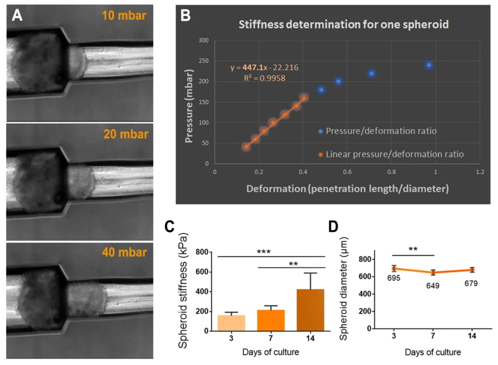 Figure 5. Characterization of cardiac spheroid stiffness and size through time by constriction assay. A) Microscopic images of a spheroid penetrating the narrowest microchannel of the constriction microdevice as pressure increases. B) For lower pressures, the spheroid deformation (i.e., the penetration length inside the microchannel, normalized by spheroid initial diameter), and the applied pressure are linearly correlated. C) Spheroid stiffness calculated as pressure/deformation ratio from constriction assay. D) Initial spheroid radius measured with Fiji.