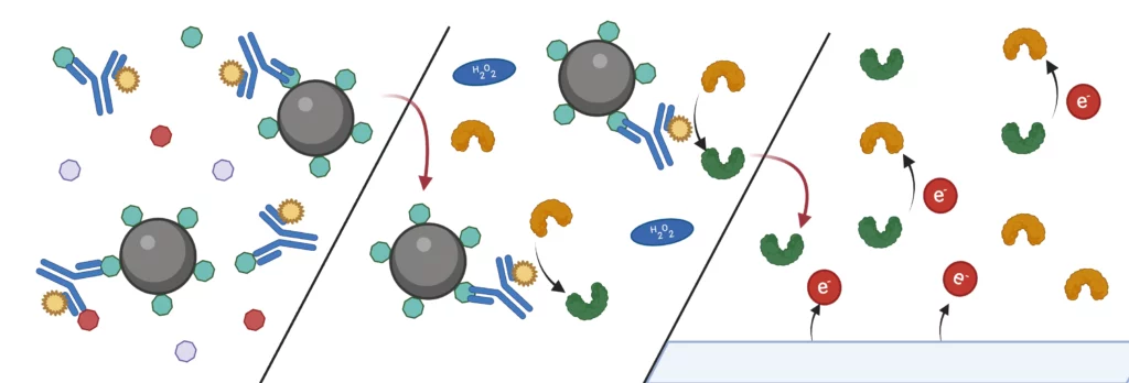 Immunoassay illustration HRP/TMB