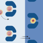 Elastin-like Polypeptide Coacervates as Reversibly Triggerable Compartments for Synthetic Cells