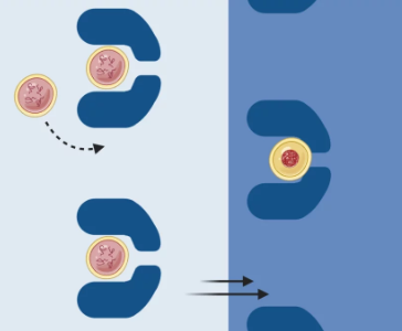 Elastin-like Polypeptide Coacervates as Reversibly Triggerable Compartments for Synthetic Cells
